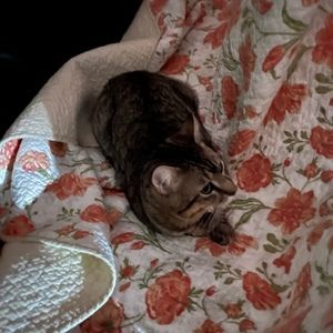 Meet your Posher, Emma